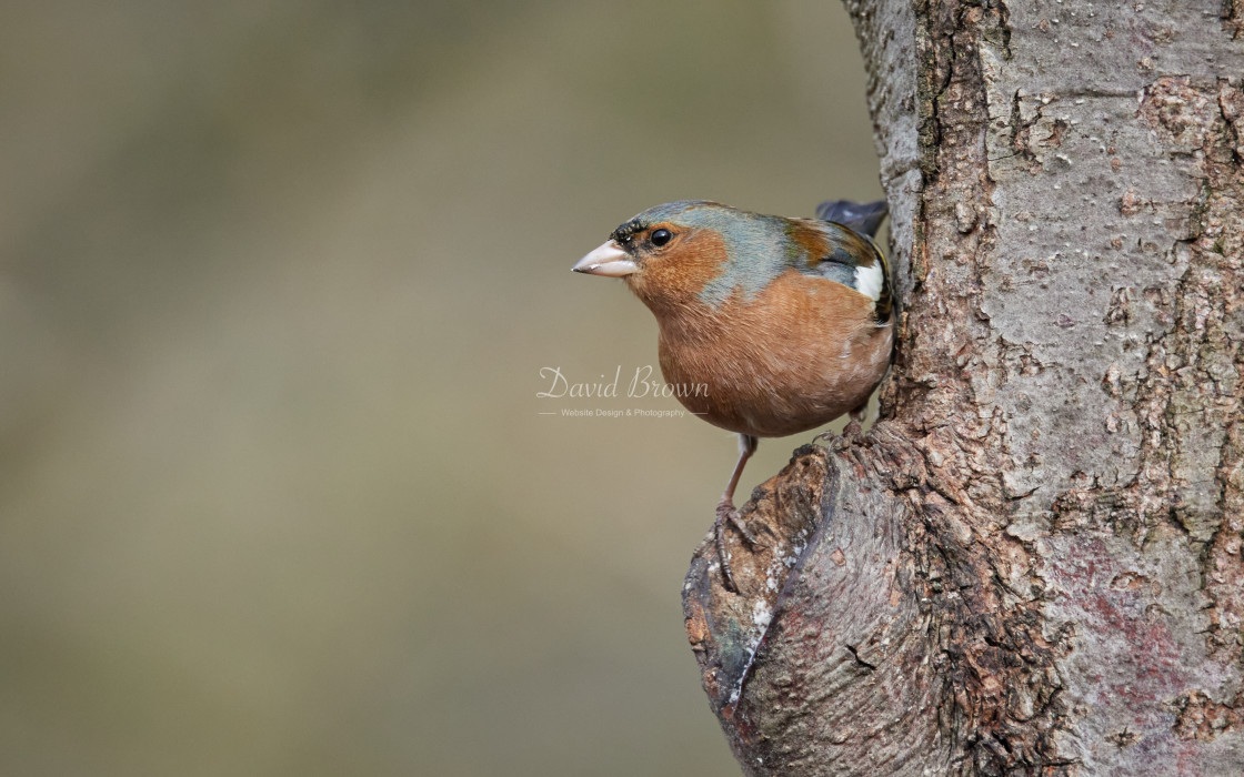 "Chaffinch" stock image