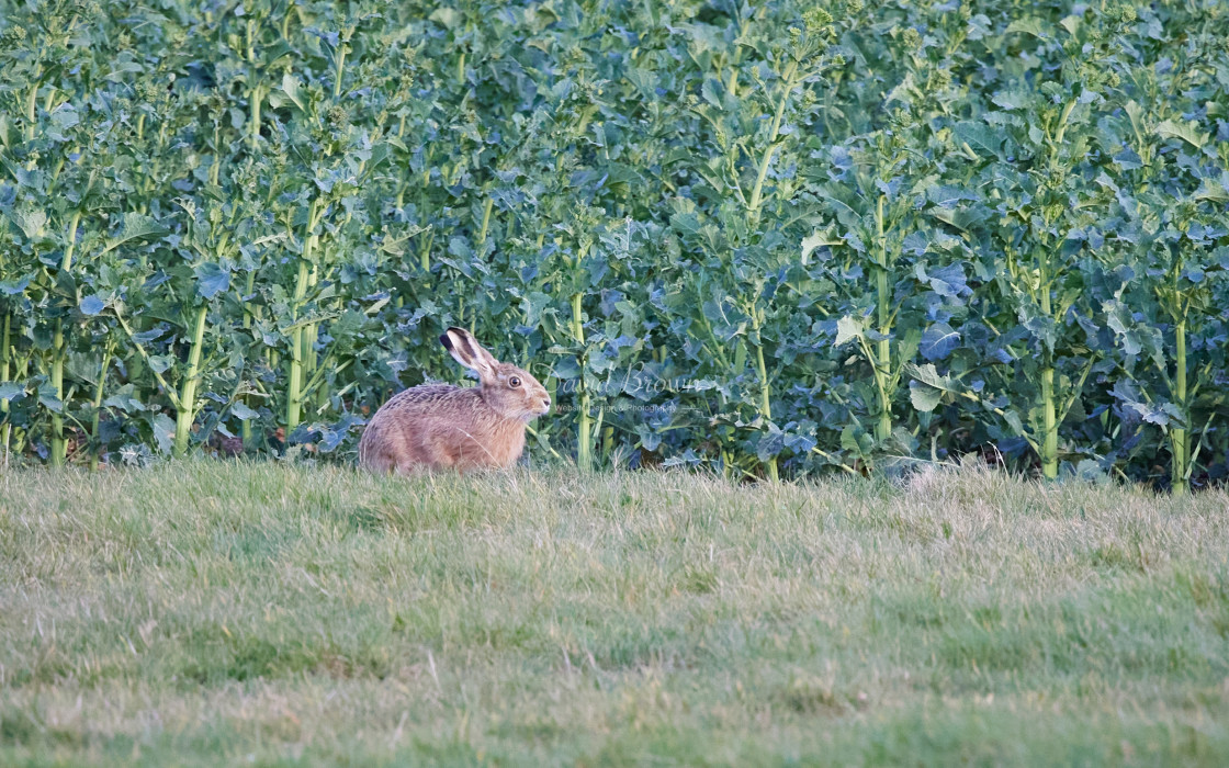 "Brown Hare" stock image