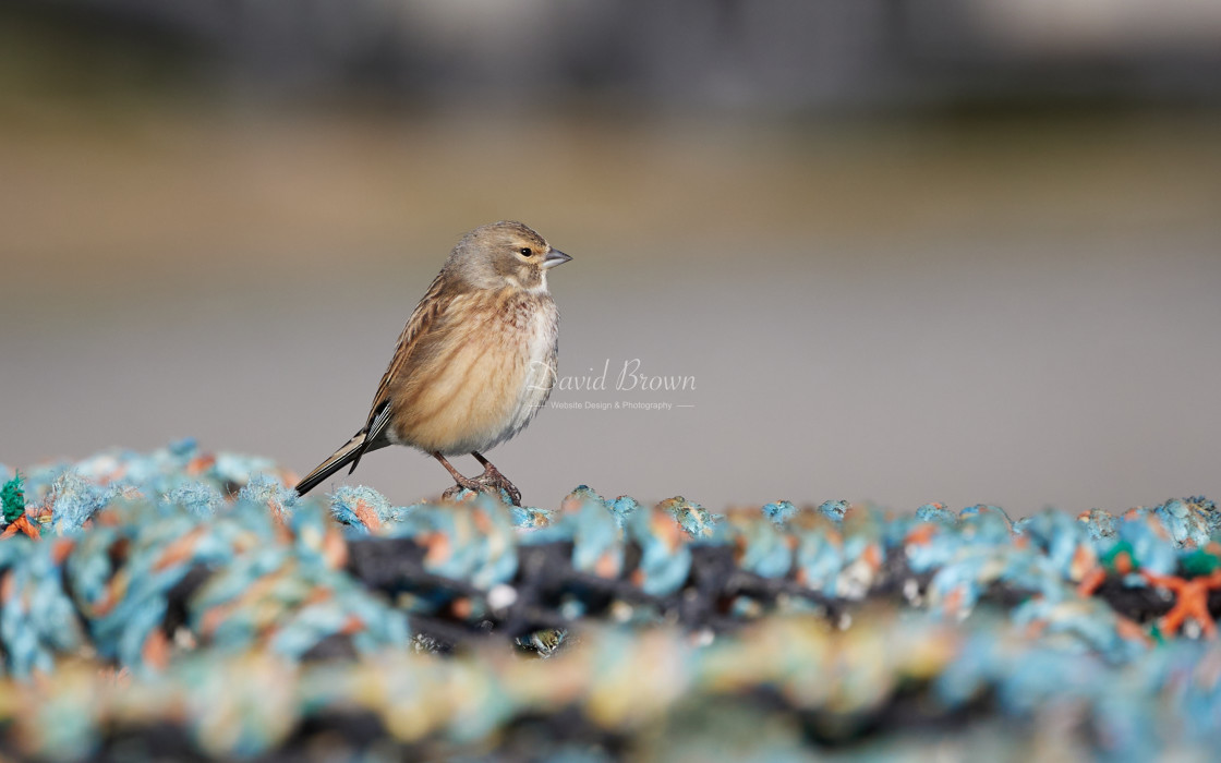 "Linnet" stock image