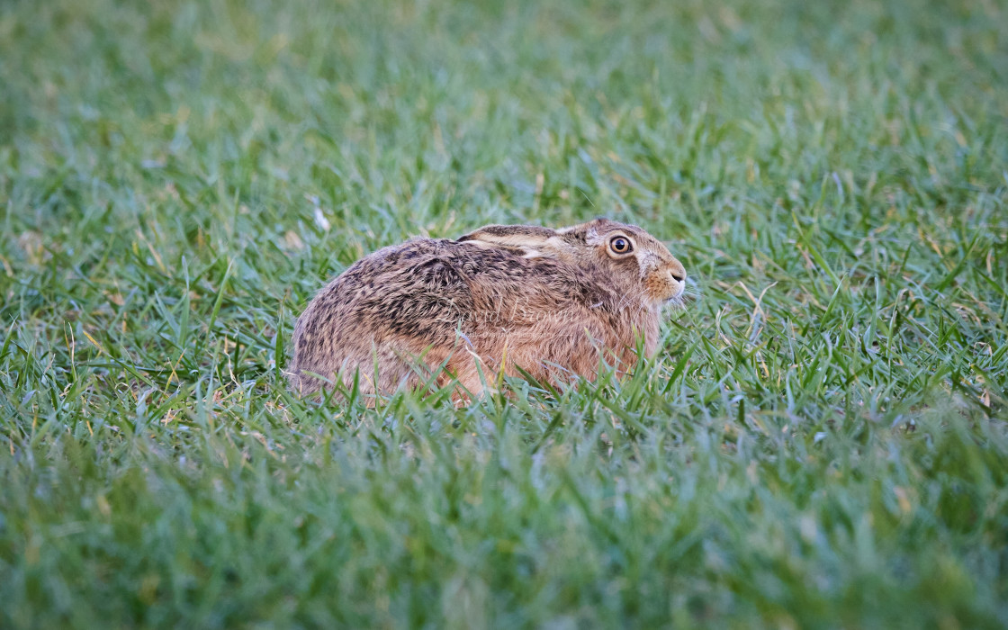 "Brown Hare" stock image