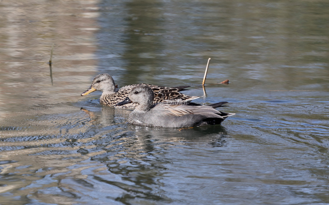 "Gadwall" stock image