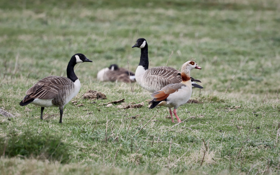 "Egyptian Goose" stock image