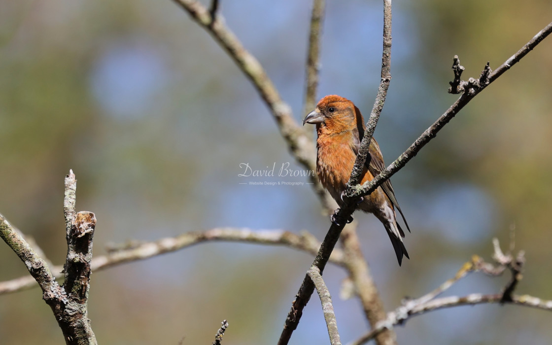 "Common Crossbill" stock image