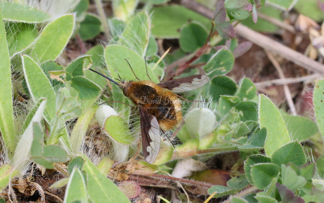 "Dark-edged Bee-fly" stock image