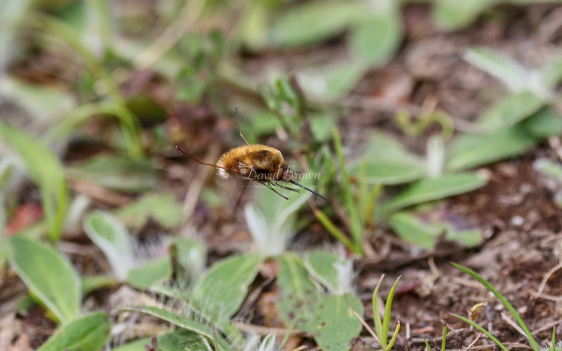 "Dark-edged Bee-fly" stock image