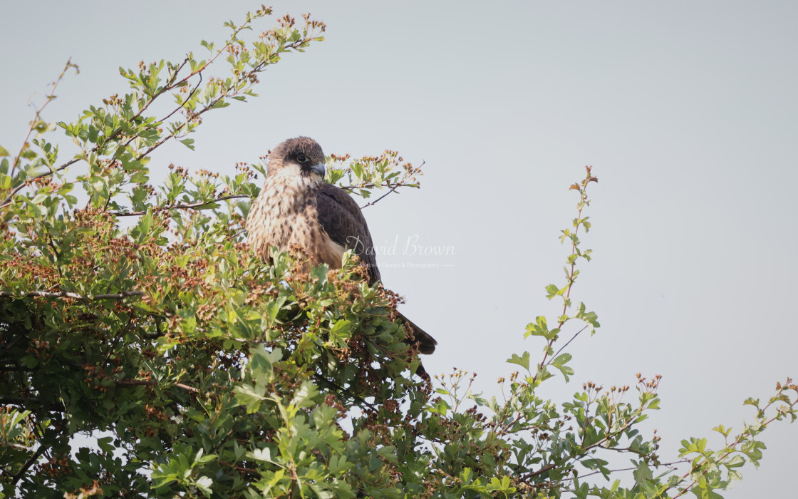 "Eleonora's Falcon" stock image