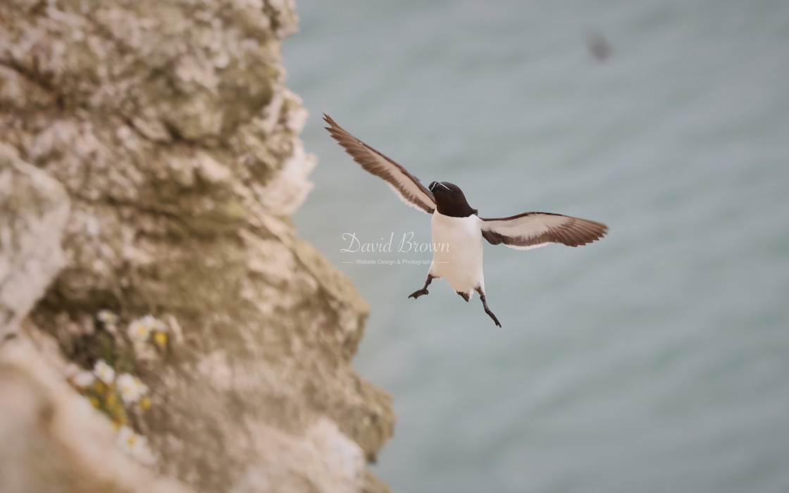 "Razorbill" stock image