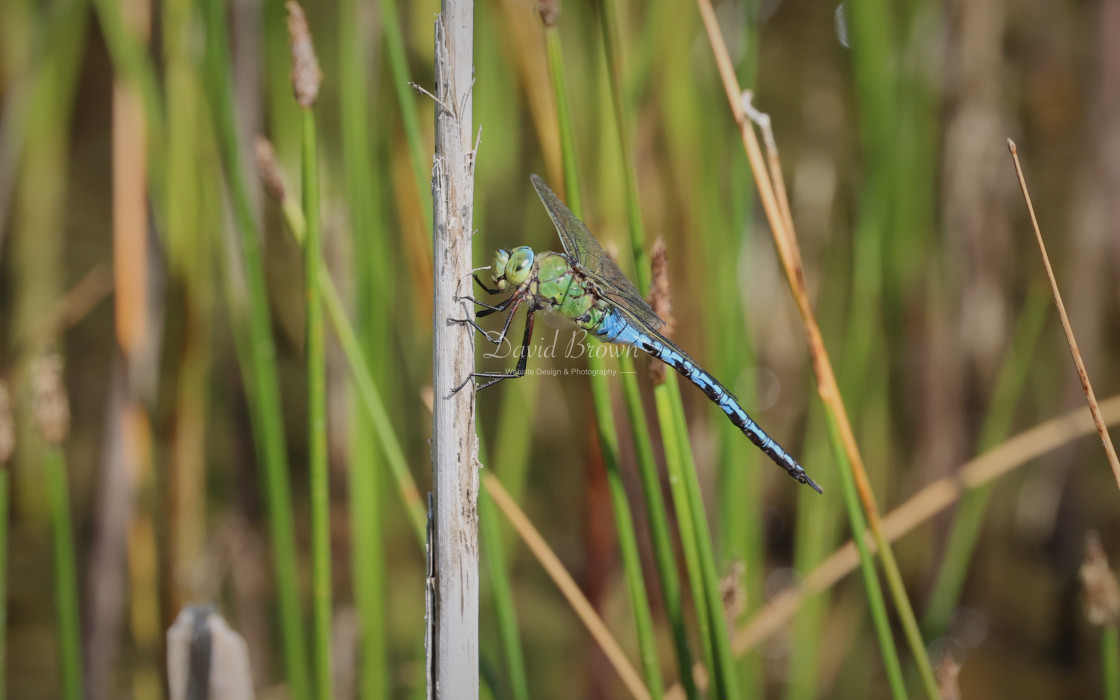 "Emperor Dragonfly" stock image