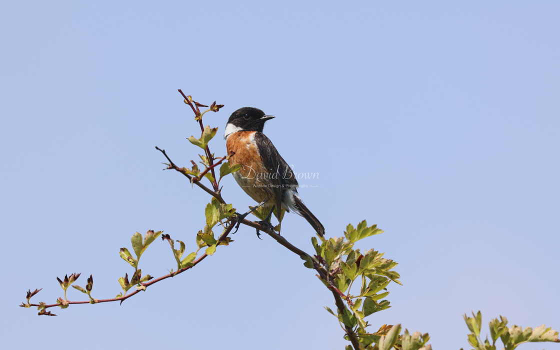 "Stonechat" stock image