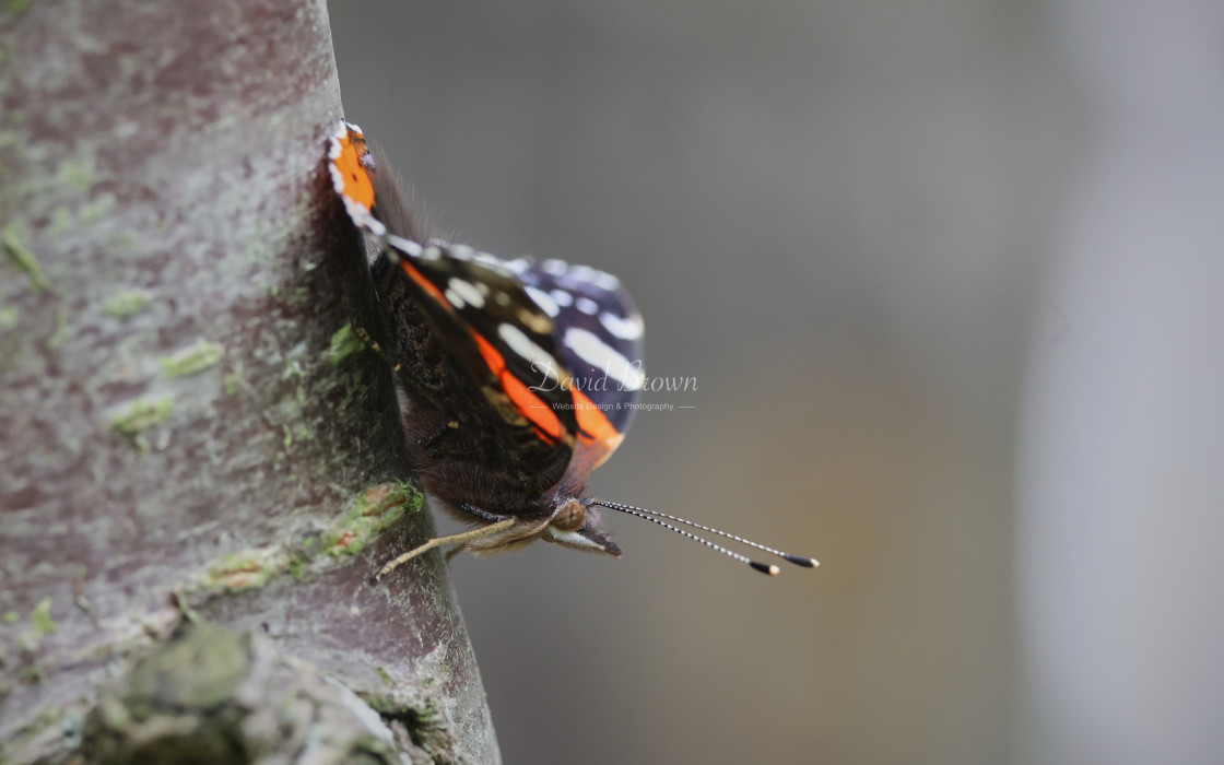 "Red Admiral" stock image