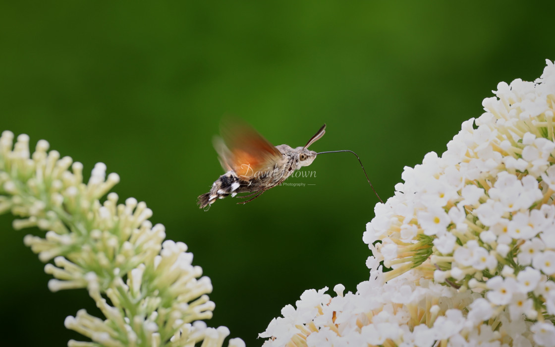 "Hummingbird Hawkmoth" stock image