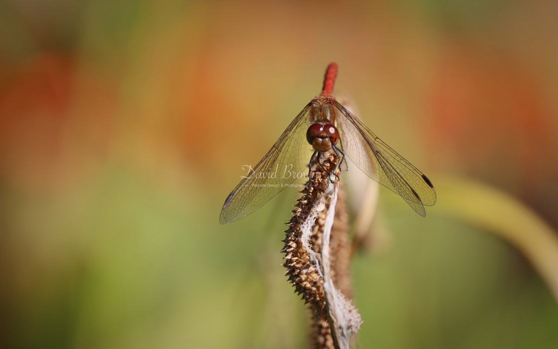 "Common Darter" stock image