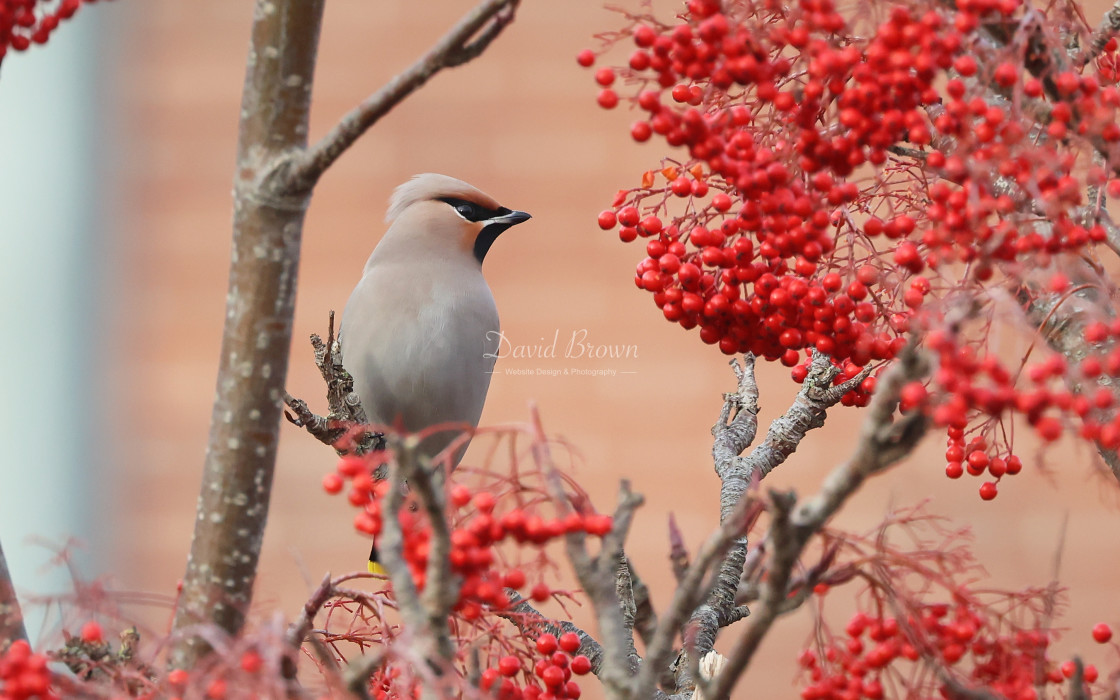 "Waxwing" stock image