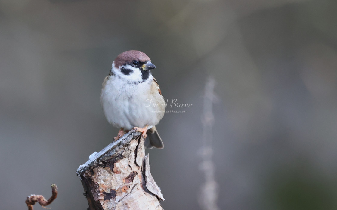 "Tree Sparrow" stock image