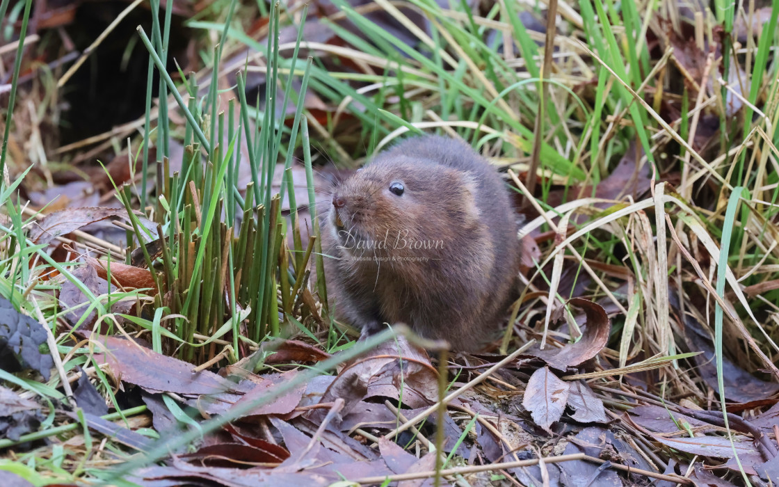 "Water Vole" stock image