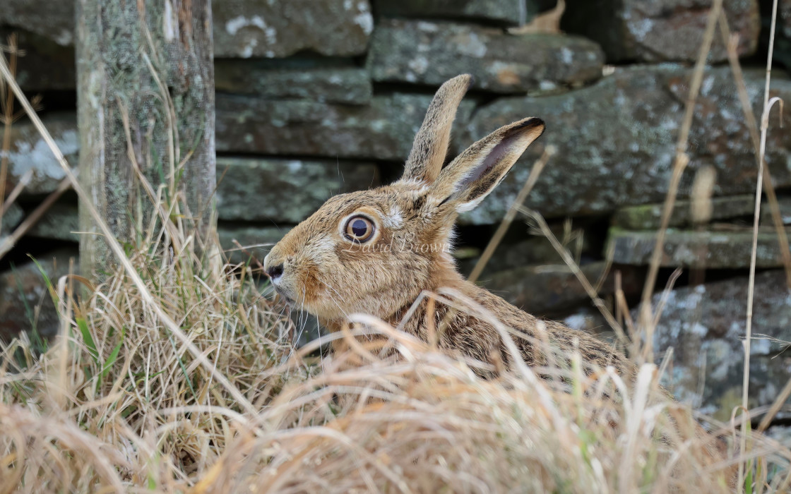 "Brown Hare" stock image