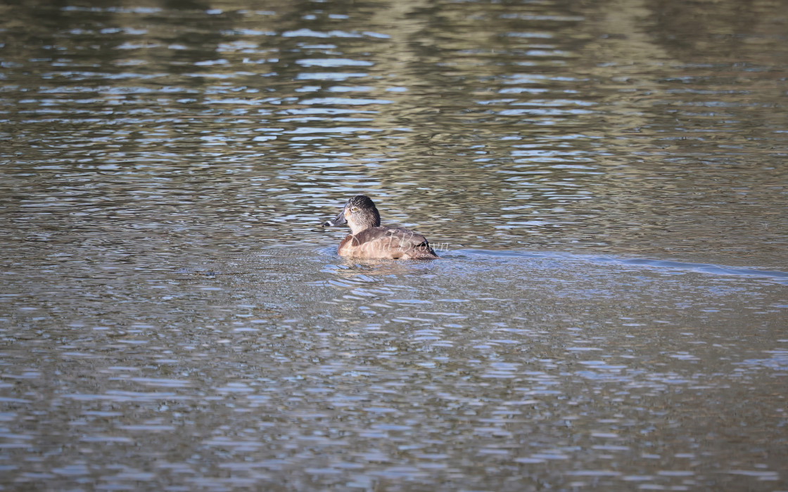 "Ring-necked Duck" stock image