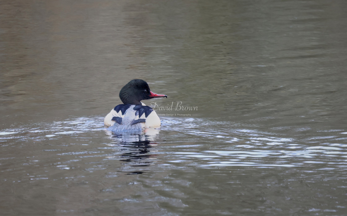 "Goosander" stock image