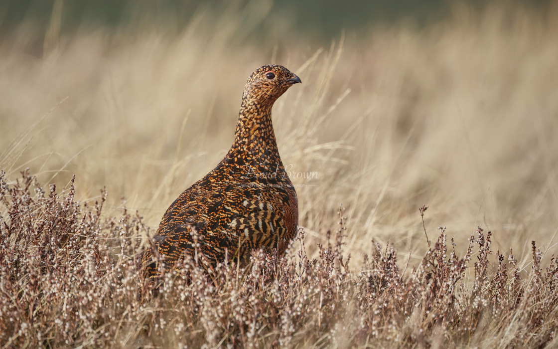 "Red Grouse" stock image