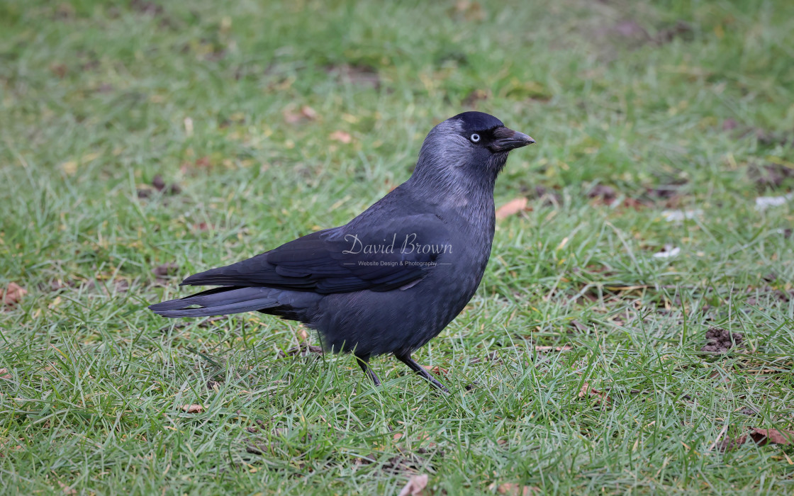 "Jackdaw" stock image