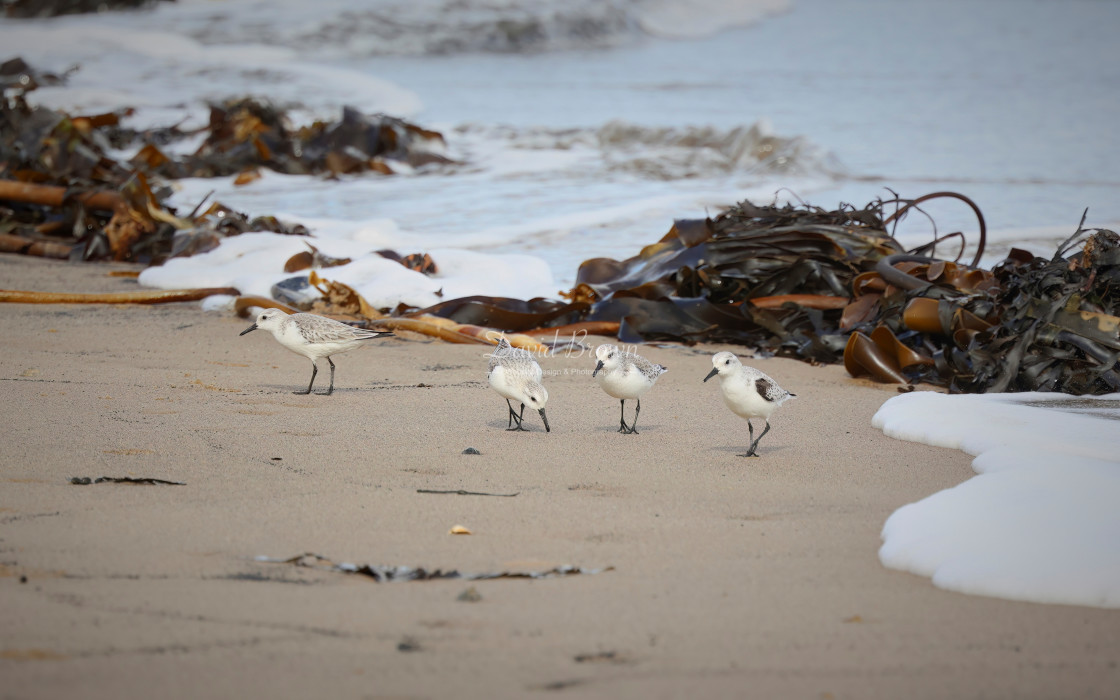 "Sanderling" stock image