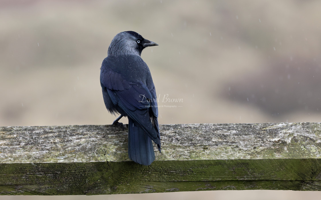 "Jackdaw" stock image