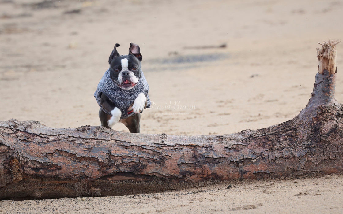 "Cora the Explorer" stock image