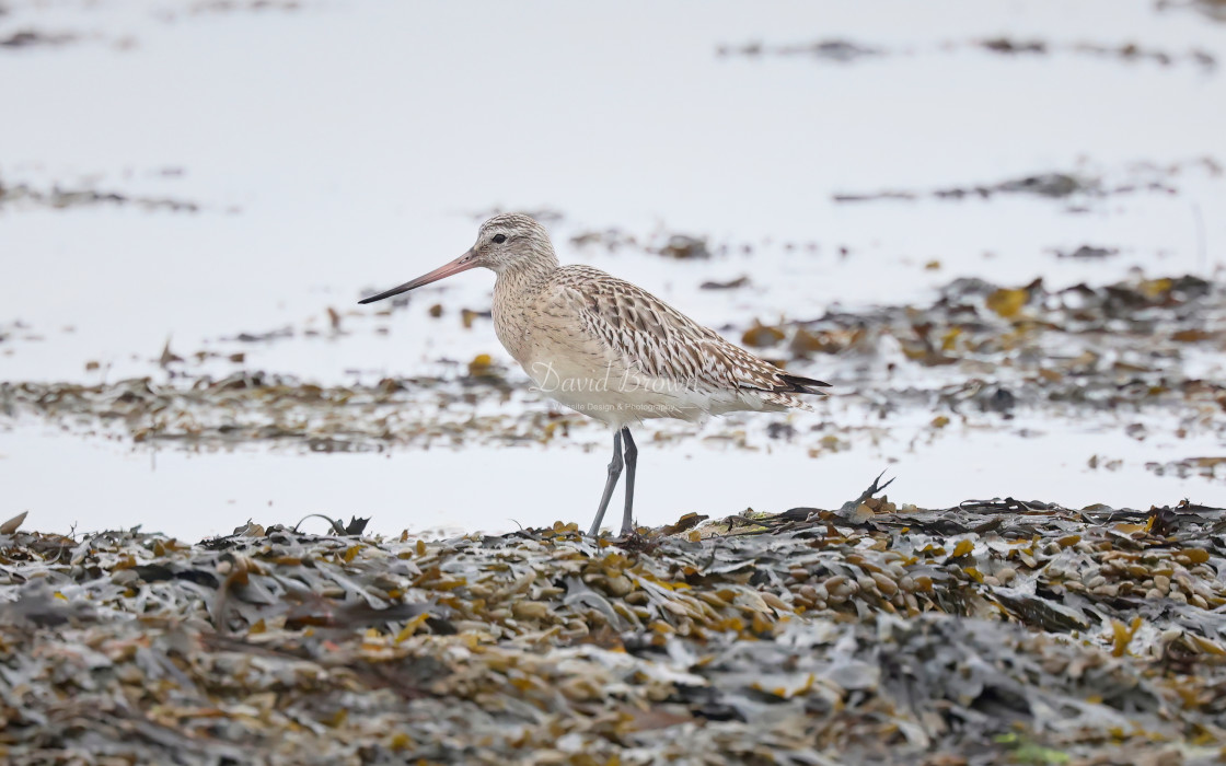 "Bar-tailed Godwit" stock image