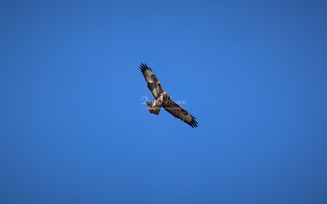 "Common Buzzard" stock image