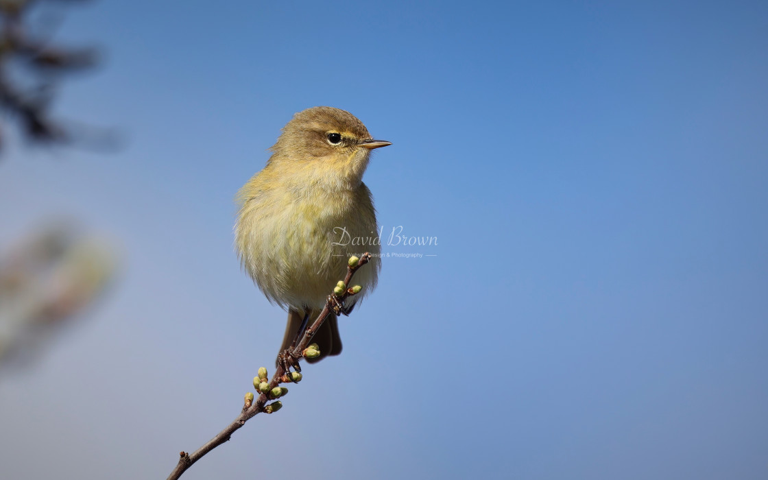 "ChiffChaff" stock image