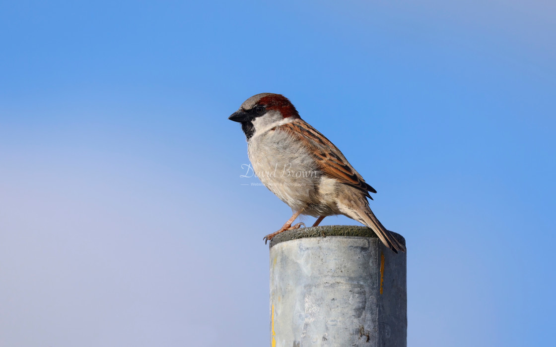 "House Sparrow" stock image