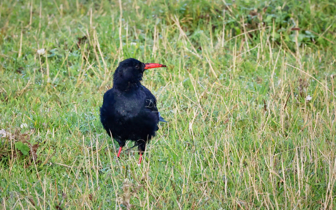 "Chough" stock image