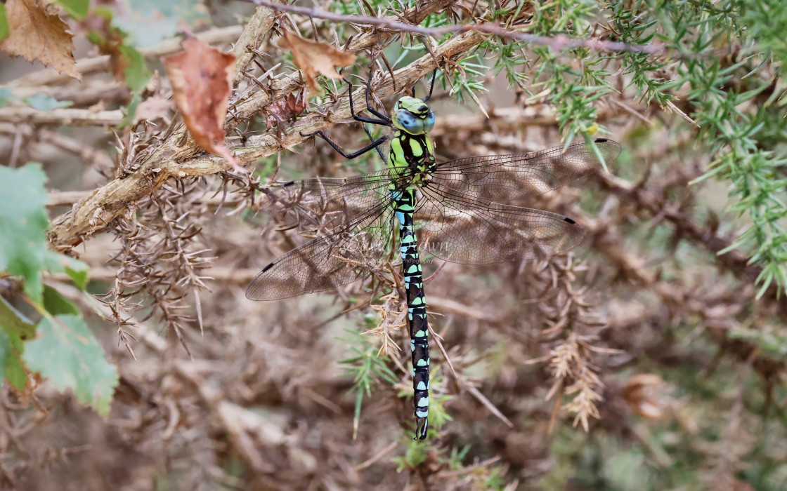 "Southern Hawker" stock image