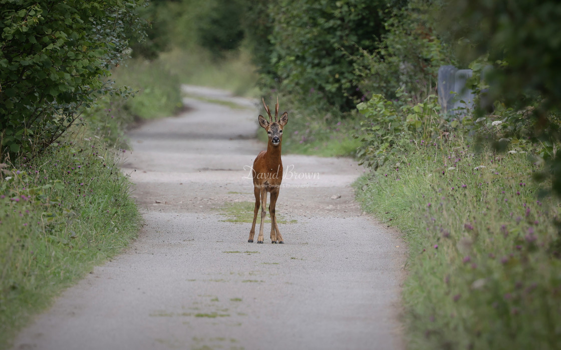 "Deer" stock image