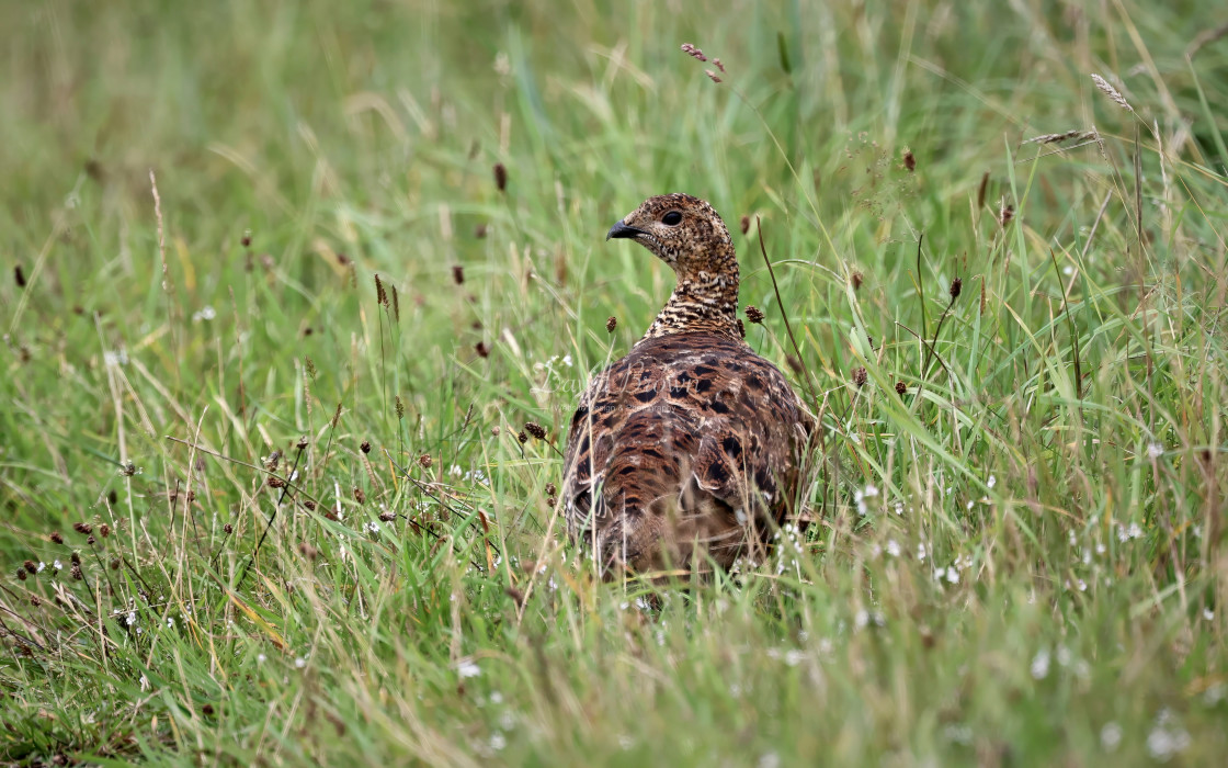 "Black Grouse" stock image