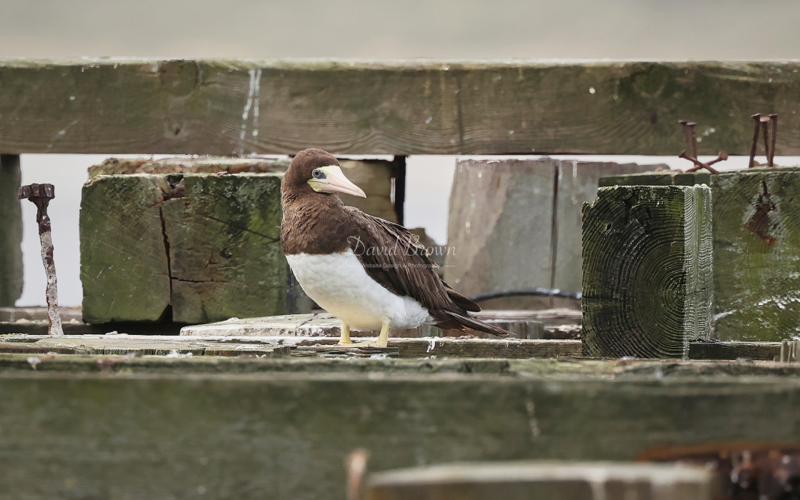 "Brown Booby" stock image