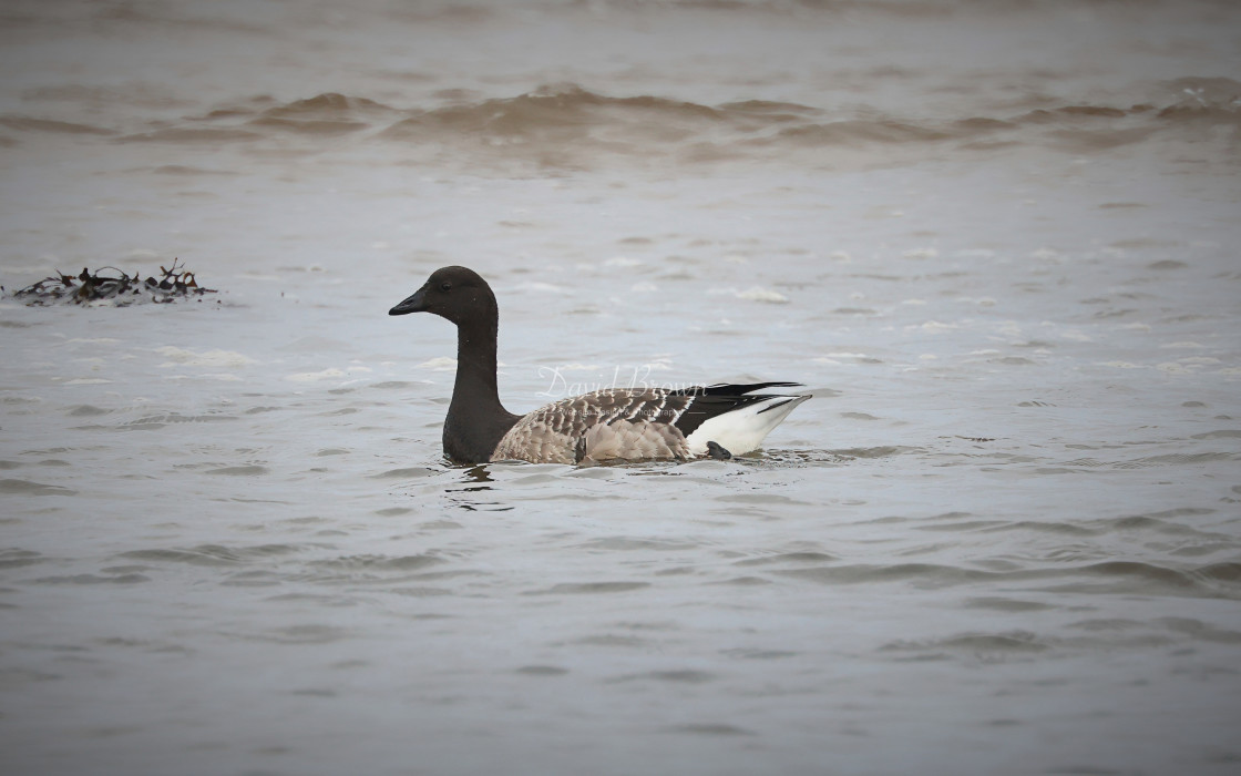 "Brent Goose" stock image