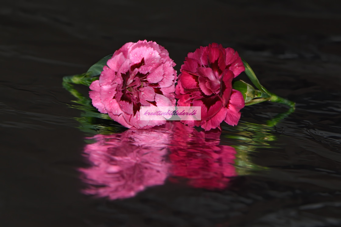 from £8.00