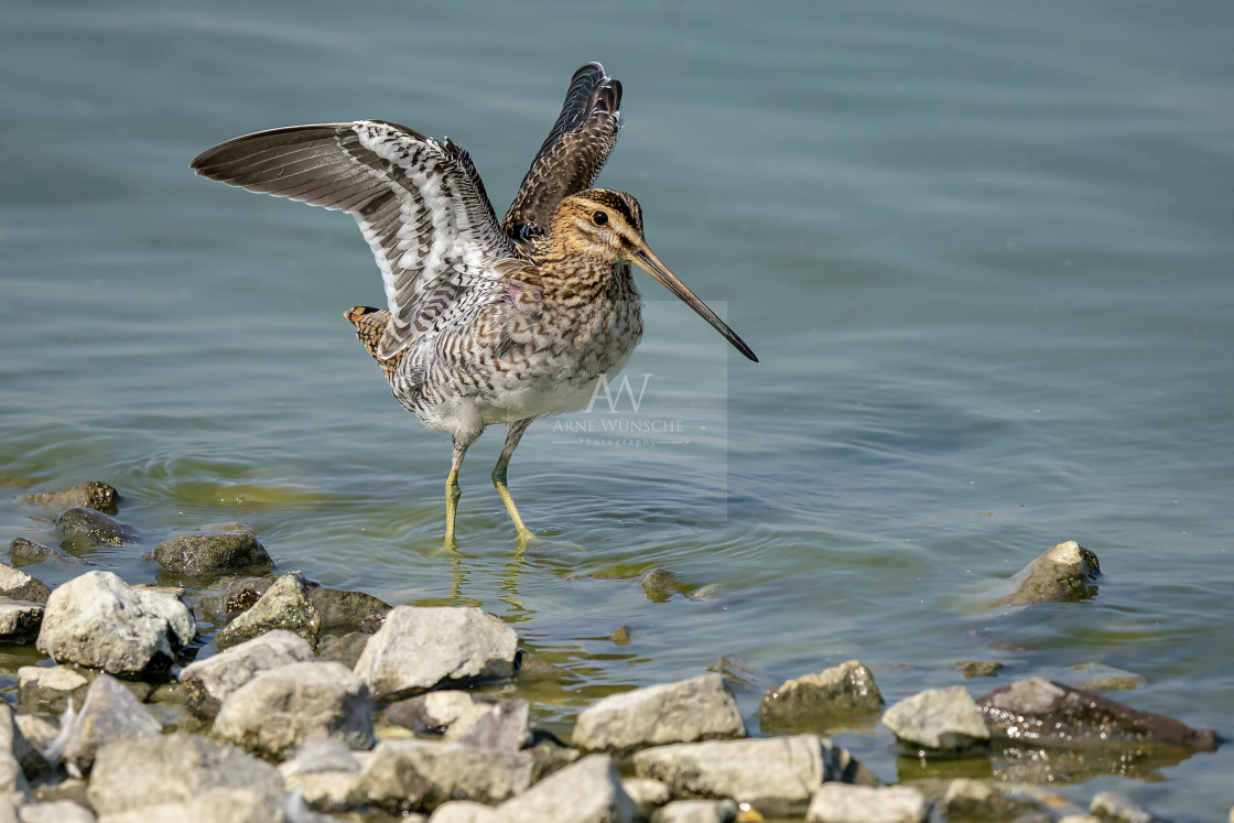 "Bekassine - common snipe" by Arne Wuensche - £8.00 "Bekassine - common snipe" stock image