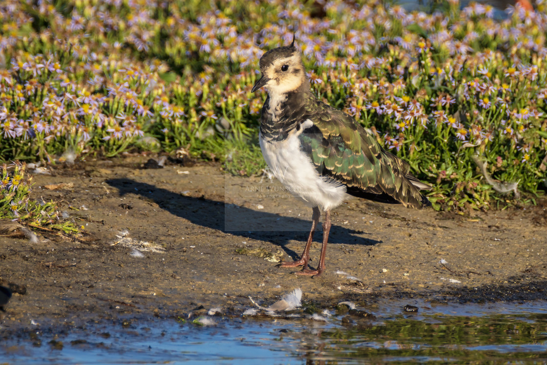 "Kiebitz - northern lapwing" by Arne Wuensche - £8.00 "Kiebitz - northern lapwing" stock image