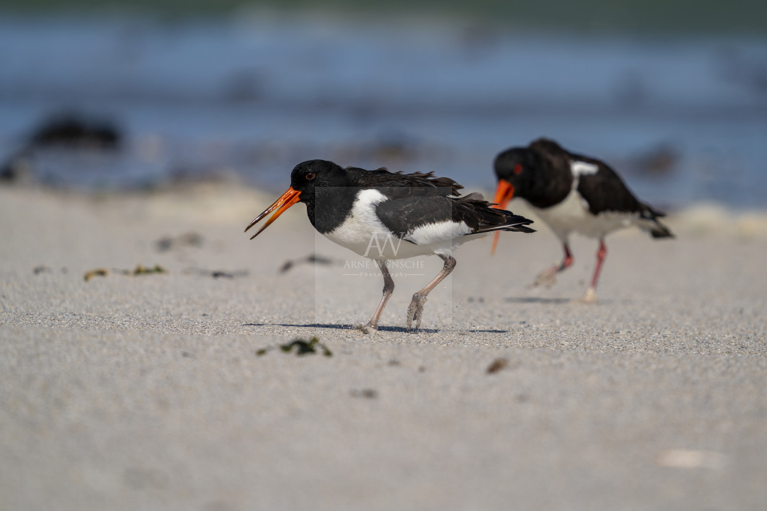 "Austernfischer - Eurasian oystercatcher" by Arne Wuensche - £8.00 "Austernfischer - Eurasian oystercatcher" stock image