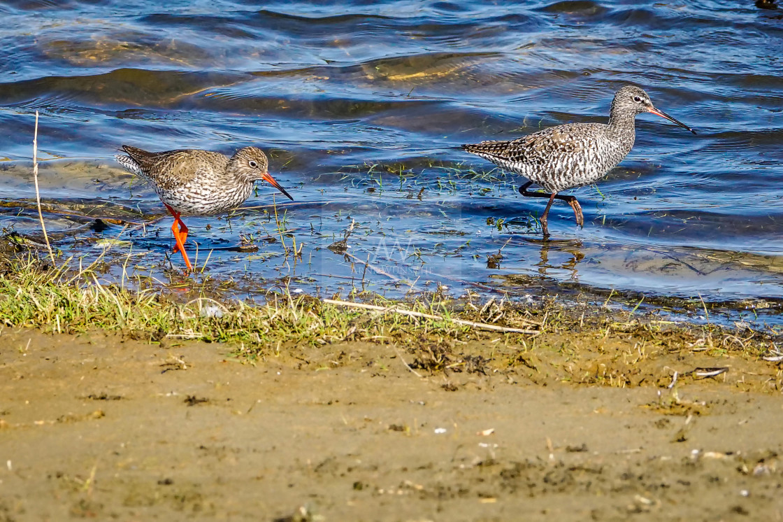 "Rotschenkel & Dunkler Wasserläufer - common redshank & spotted redshank" by Arne Wuensche - £8.00 "Rotschenkel & Dunkler Wasserläufer - common redshank & spotted redshank" stock image