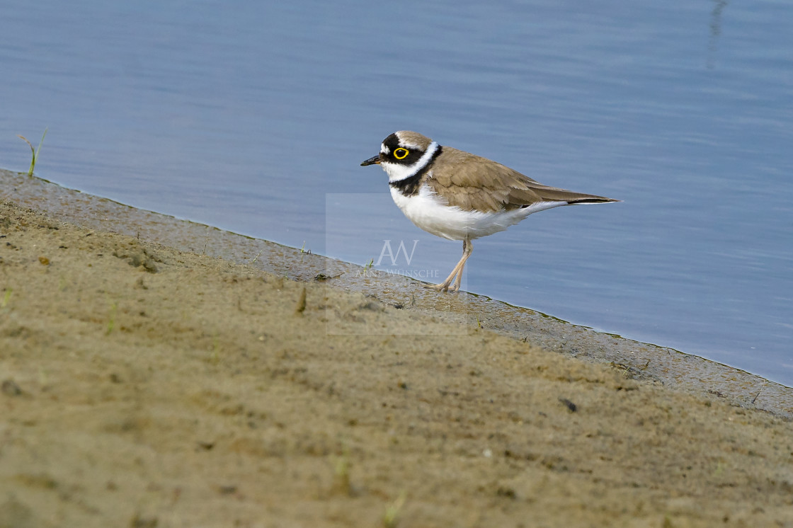 "Flussregenpfeifer - little ringed plover" by Arne Wuensche - £8.00 "Flussregenpfeifer - little ringed plover" stock image