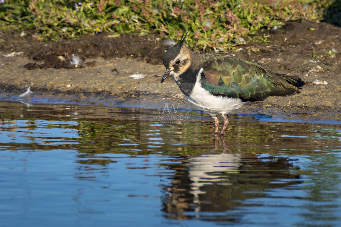 "Kiebitz - northern lapwing" by Arne Wuensche - £8.00 "Kiebitz - northern lapwing" stock image