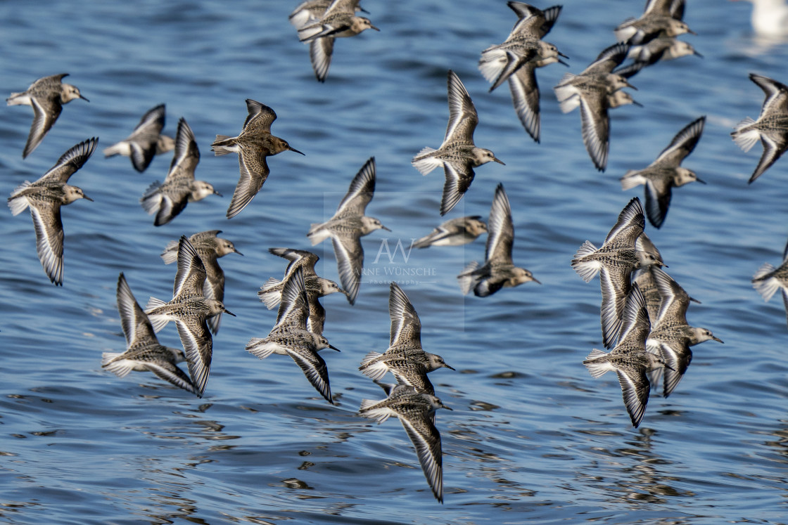 "Alpenstranläufer unter Sanderlingen - dunlin among sanderling" by Arne Wuensche - £8.00 "Alpenstranläufer unter Sanderlingen - dunlin among sanderling" stock image