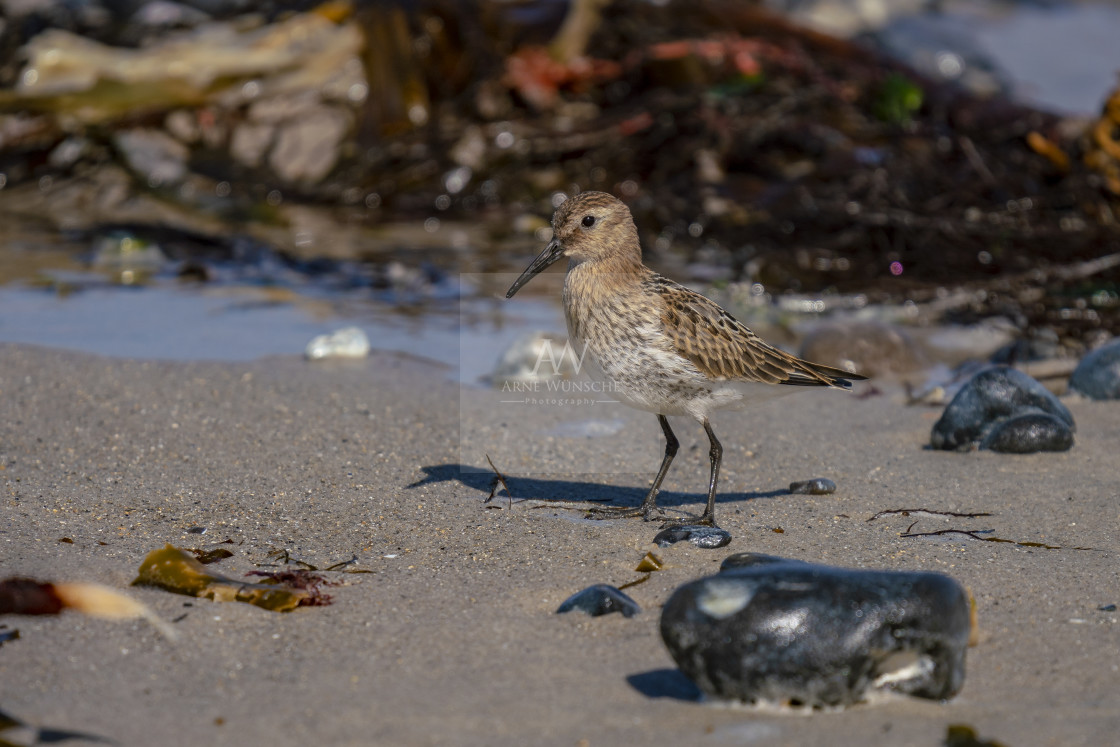 "Alpenstrandläufer - dunlin" by Arne Wuensche - £8.00 "Alpenstrandläufer - dunlin" stock image