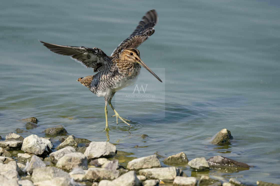 "Bekassine - common snipe" by Arne Wuensche - £8.00 "Bekassine - common snipe" stock image