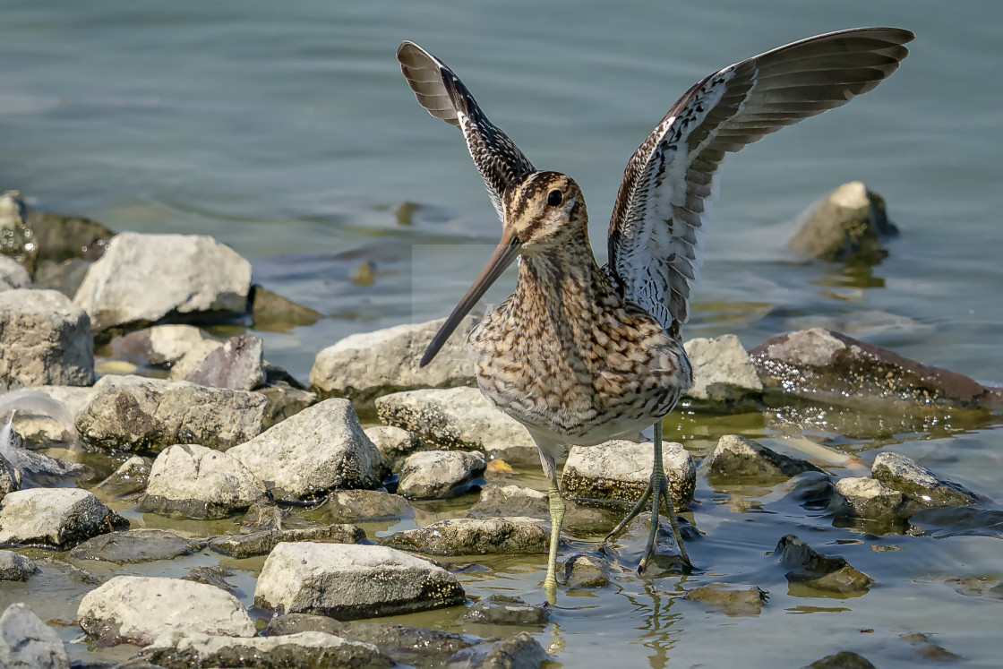 "Bekassine - common snipe" by Arne Wuensche - $10.02 "Bekassine - common snipe" stock image