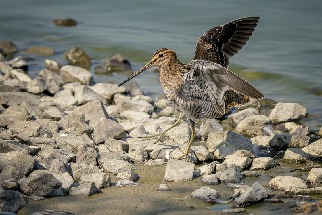 "Bekassine - common snipe" by Arne Wuensche - £8.00 "Bekassine - common snipe" stock image