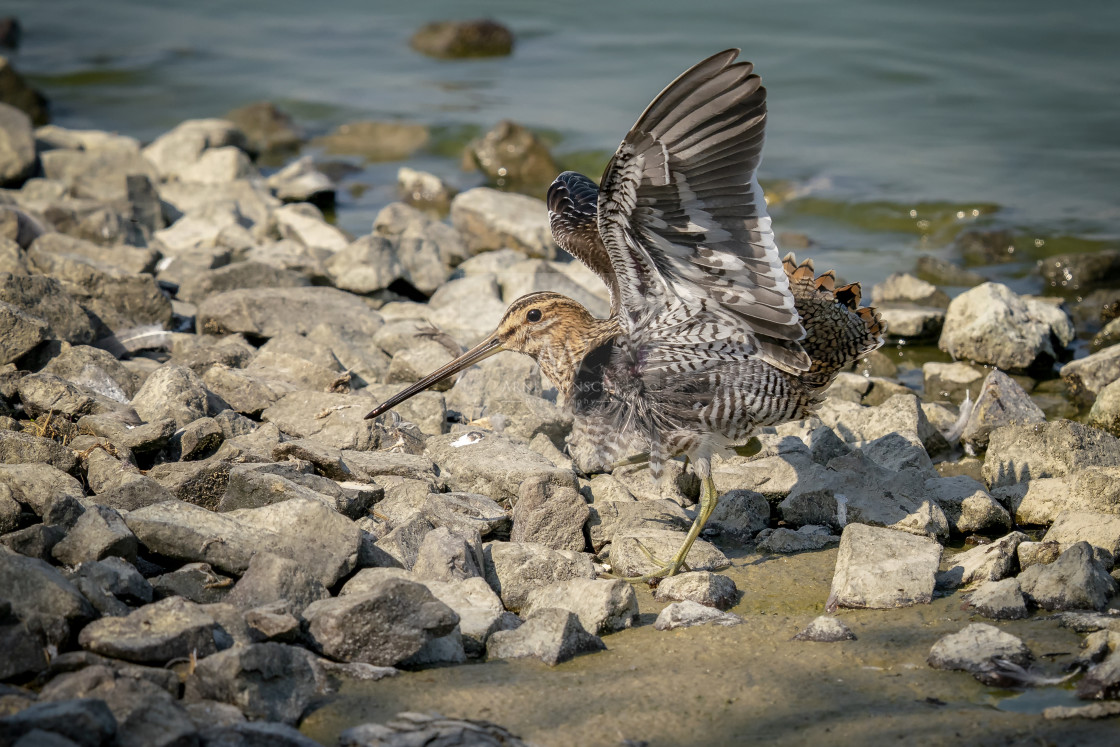 "Bekassine - common snipe" by Arne Wuensche - £8.00 "Bekassine - common snipe" stock image